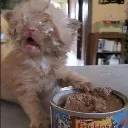 eatingkitty
