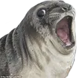 o_seal