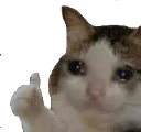 sadcatthumbsup