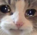 its_cattriste