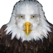 USbruh