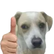 piola