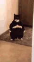fatcatlasereyes
