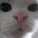 nemeczek