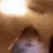 hamsterstare