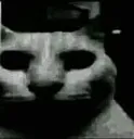 _Cat_Silence