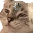 AegisCatLoadingThink AegisCatLoadingThink