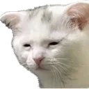 sleepycat