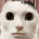 catbruh