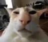 guh
