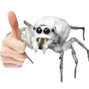 Spide