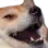 shibeheh