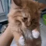 KittyScrem