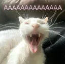 AAAAAAAA