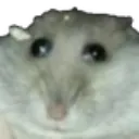 ratderp ratderp
