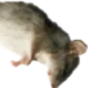 ratdead