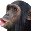 chimppog