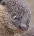 otterheeeeelp