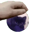 pettheloaf