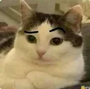 patas