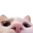 Catlurk catlurk Discord Emoji