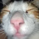 cat_sleep