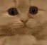 PLS