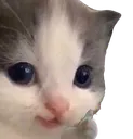 cathehe