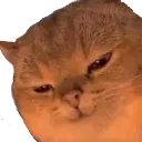 Catyes CatYes Discord Emoji