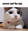 servercat Discord Emoji