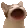 popcat