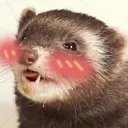 ferretblush