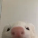 ferretpeek