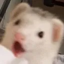 ferretshocked