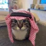 AllahCat