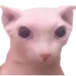 bingus bingus
