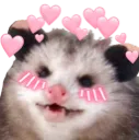 cuteopossum