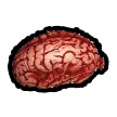 brain