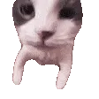 kat