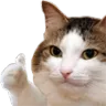 catthumbsup