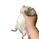 RatShake