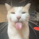 silly silly