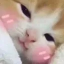 Kitty Blush kittyblush Discord Emoji