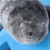 bleh bleh