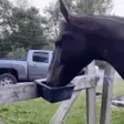thegrouseHorseReact