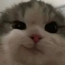 ehe_cat ehe_cat