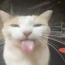 baaaka