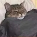 sleeps