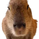 Shoebibara