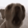 DylansAngryDoggo Discord emoji
